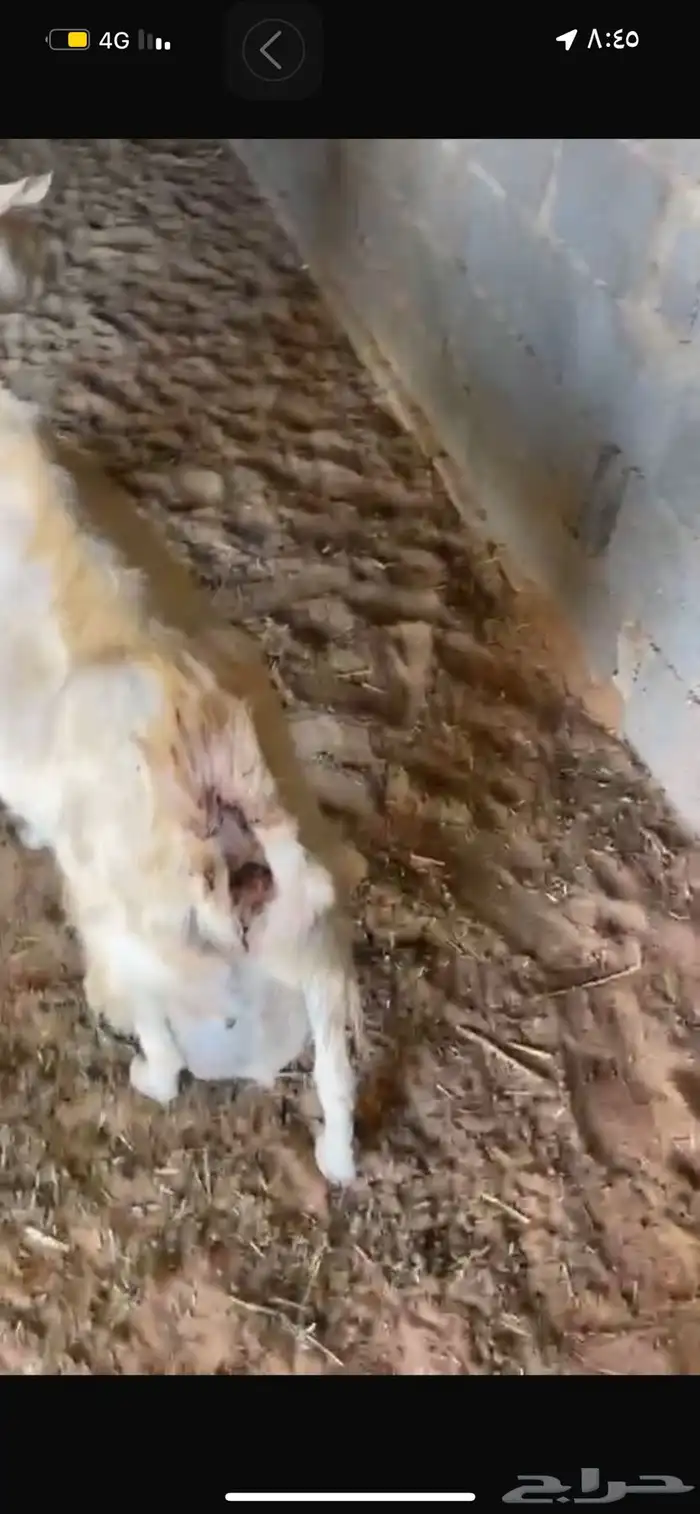 عنز متوم حليب وافرر 6