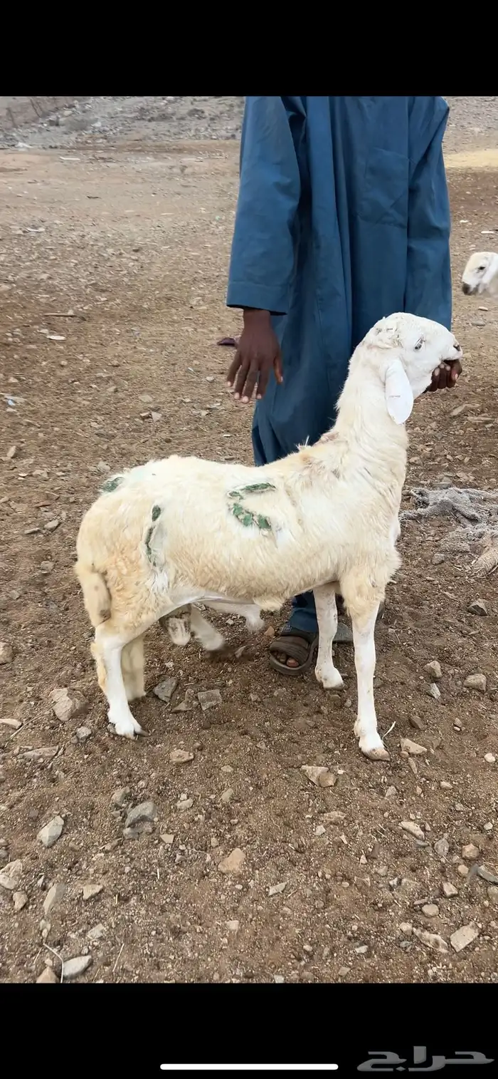 طليان سواكن أوزان 20 كيلو على 900 ريال 0