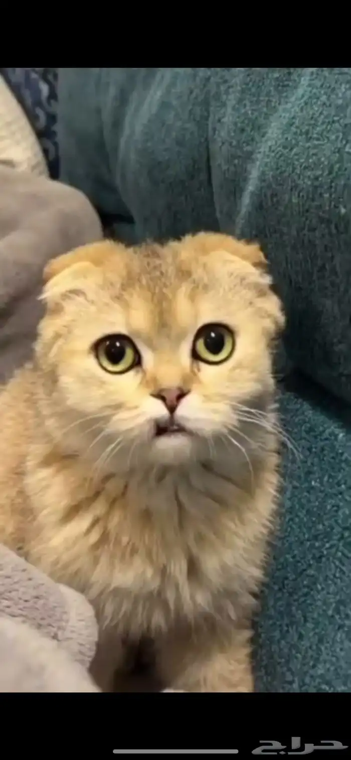 قط سكوتش ذكر 0