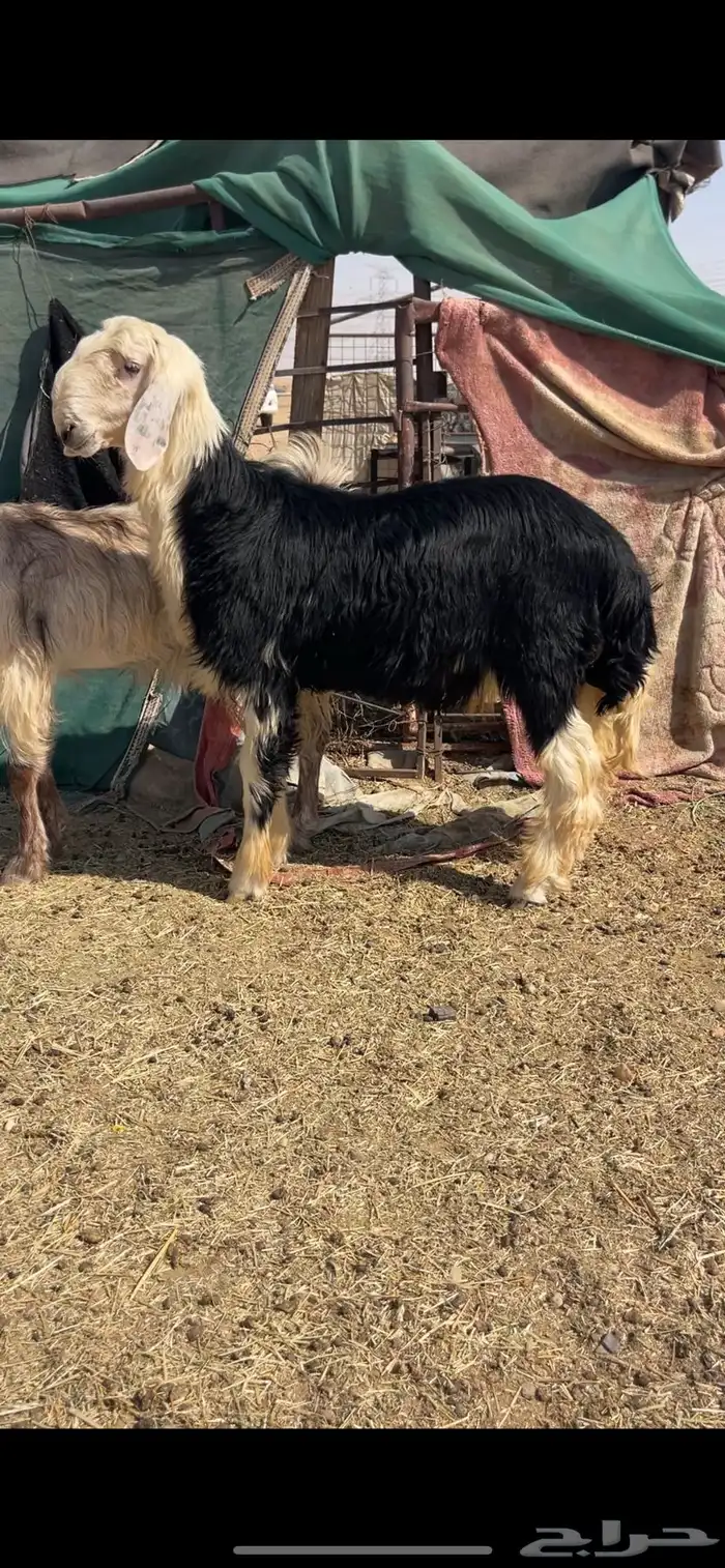 خروف نجدي فحل 1