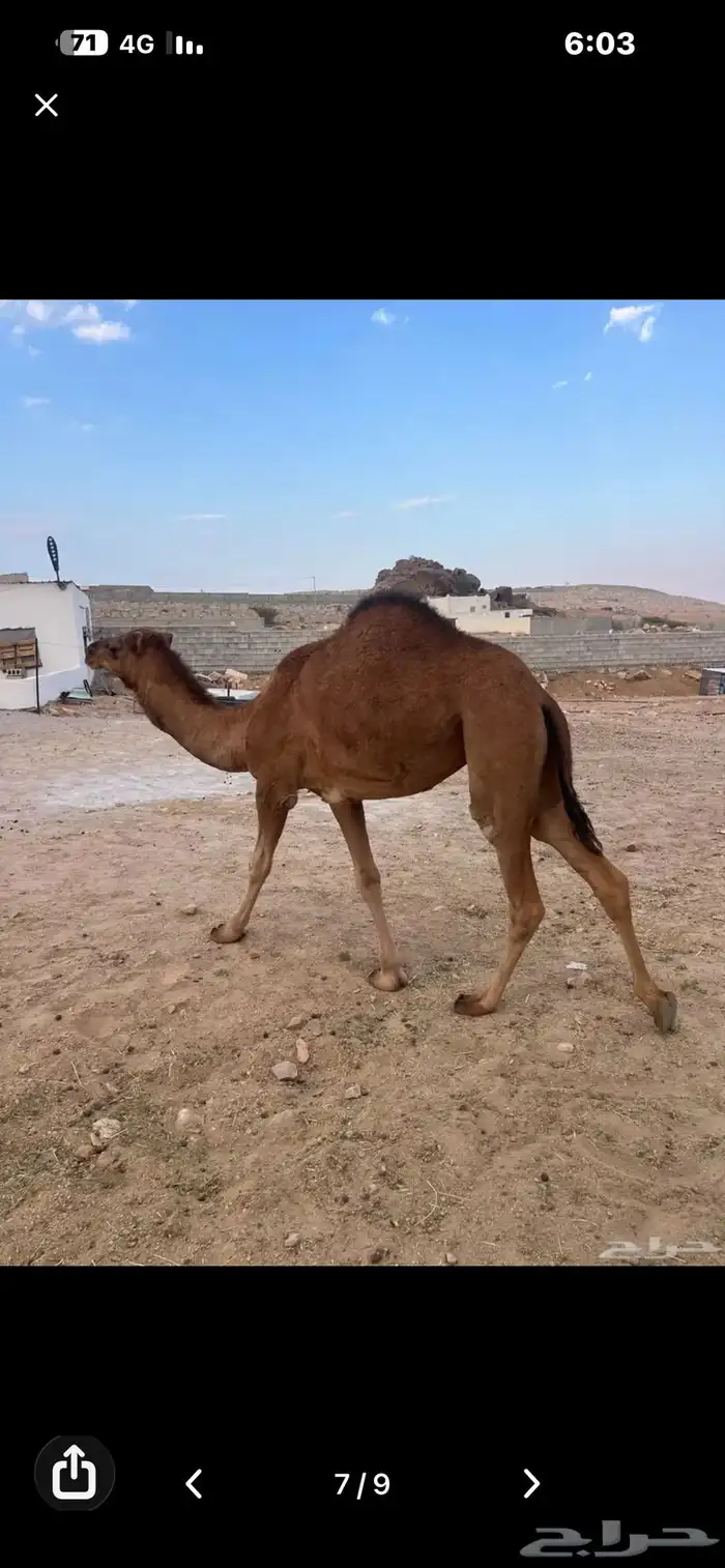 للبيع بكرة لقيه ابوها كفو ومعروف 4