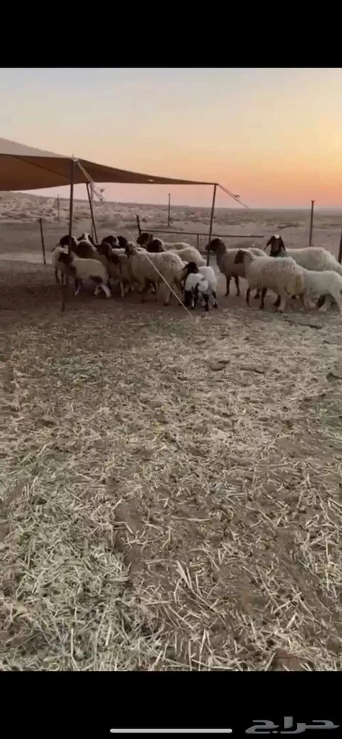 غنم نعيم مواليد 1