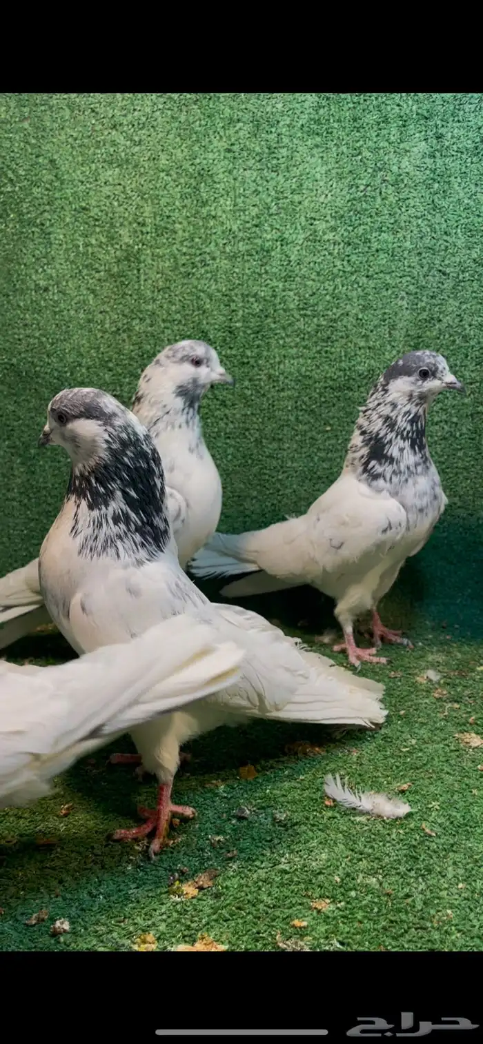 للبيع حمام بانتيز 1