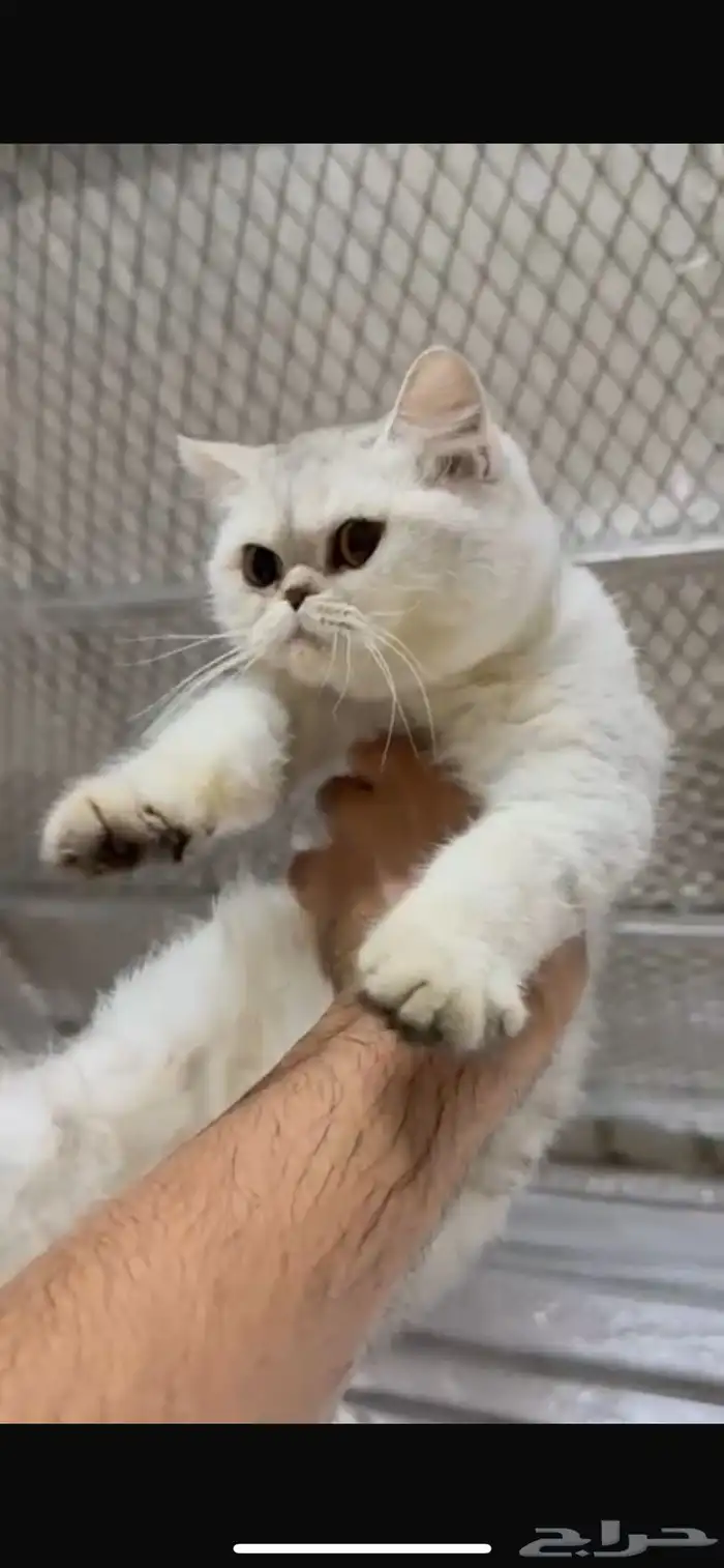 للبيع انثى سكوتش ستريت سلفر مستوى فاخر 0