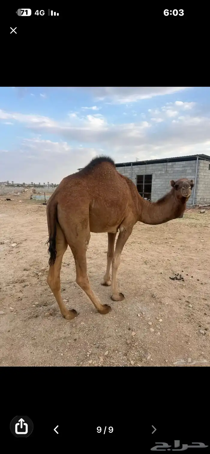 للبيع بكرة لقيه ابوها كفو ومعروف 2