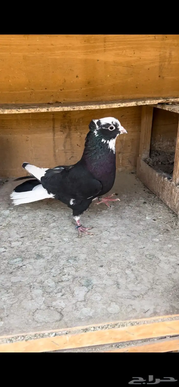 حمام قطيفي للبيع (تم البيع ) 9