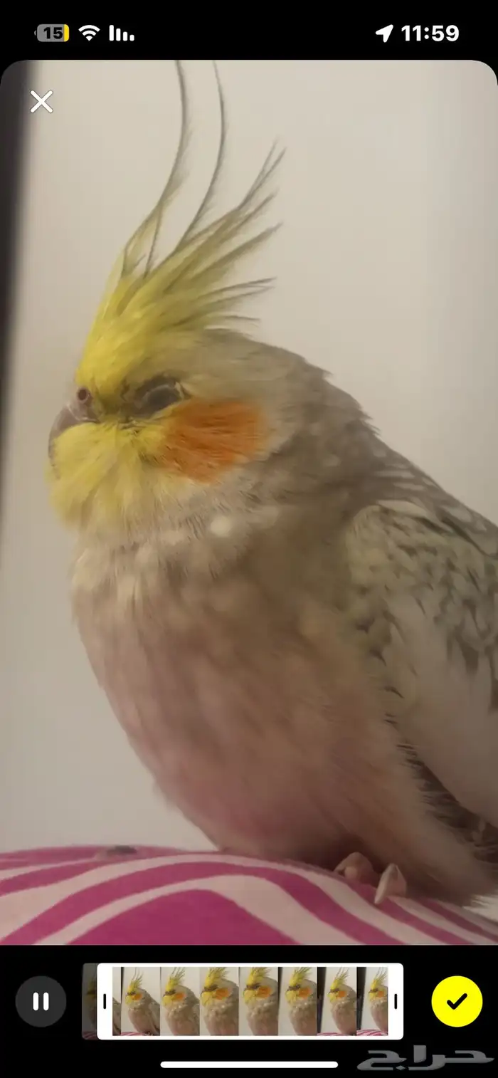 عصفور كروان انثى للبيع 0