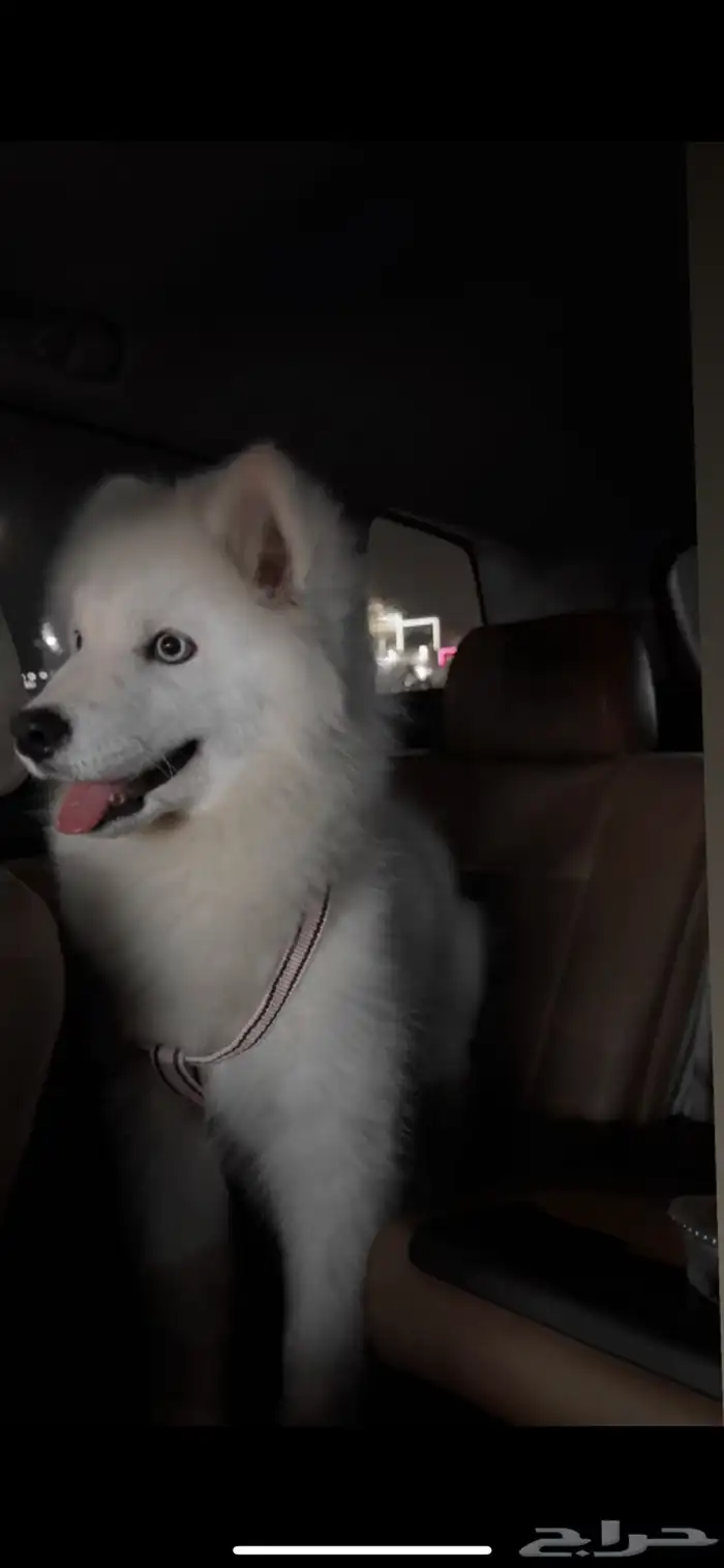 سامويد ماهي مهجنا عمرها تقريبا  6 شهور انثى انسامت ب 6000 0