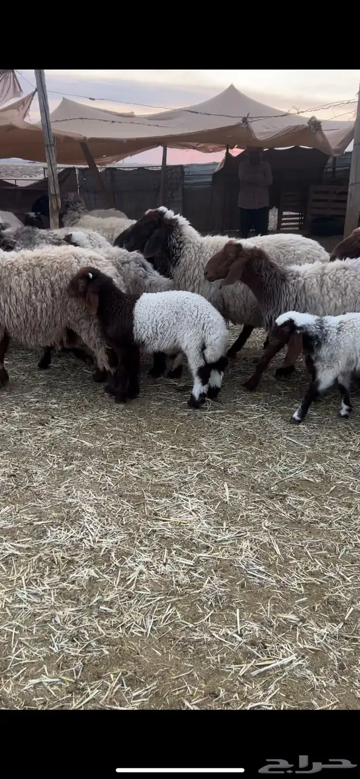 غنم نعيم مواليد 0