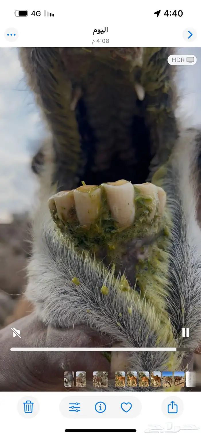 ناقه حمراء من العوادي 6