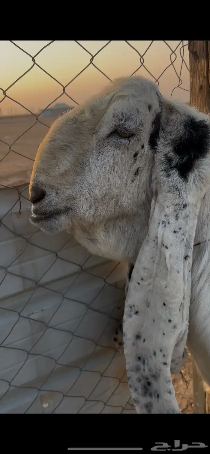 تيس هولندي فحل شرط القريع 2