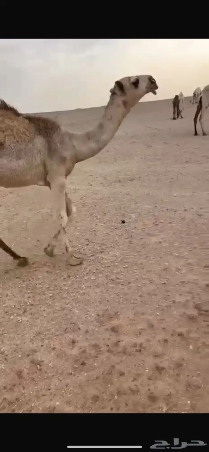 قعود أوضح فاخر مشروع فحل 4