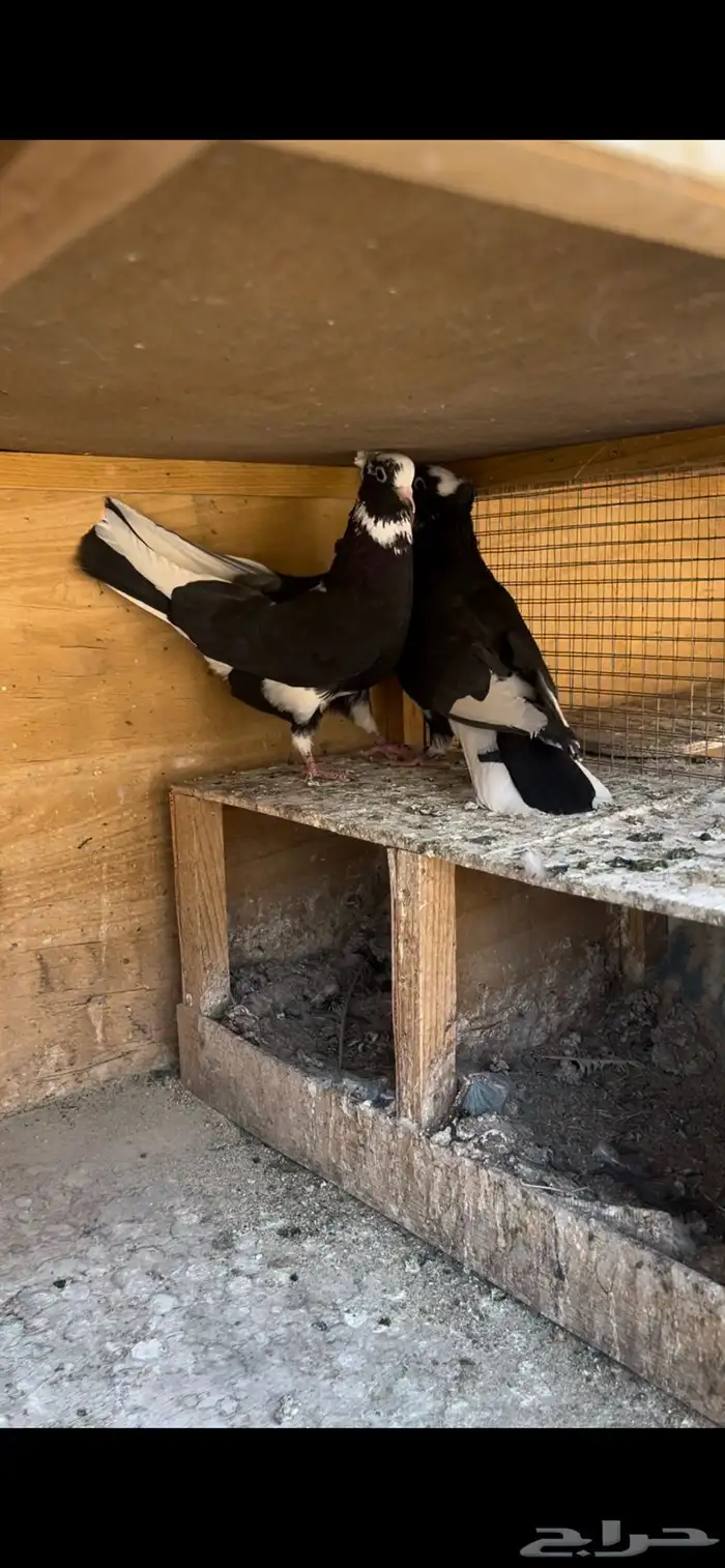 حمام قطيفي للبيع (تم البيع ) 17