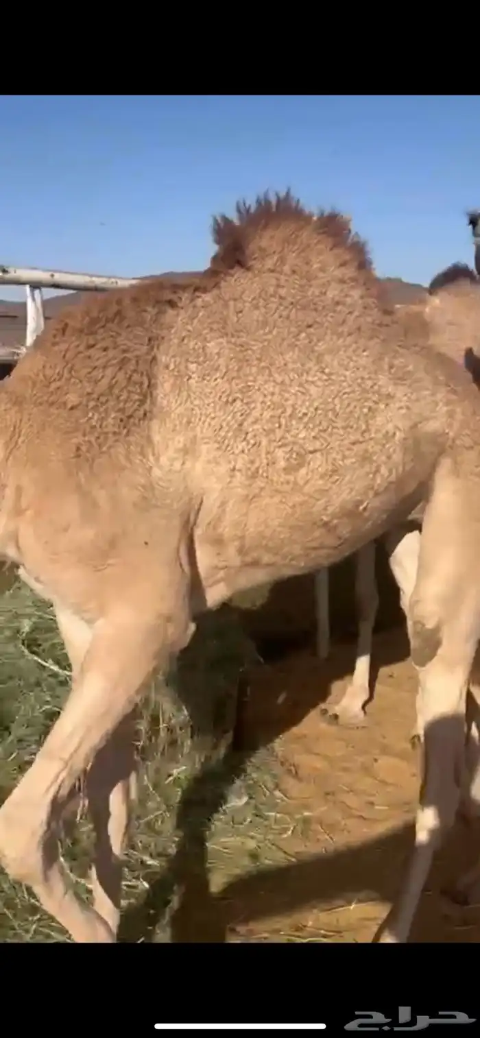 قعدان للبيع 2