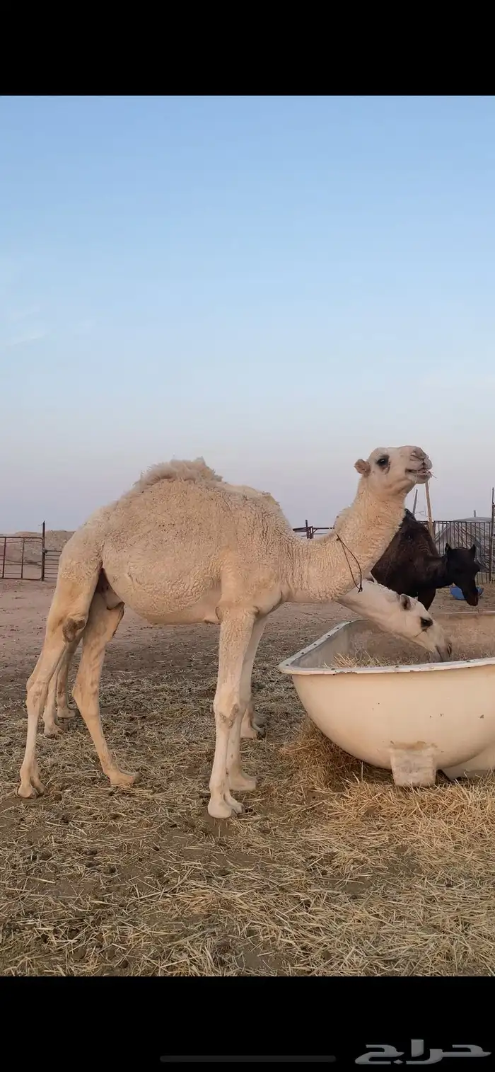 قعود مفرود للبيع 0