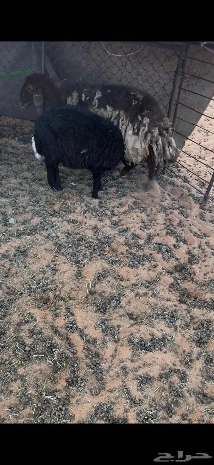 رغوث معها خروف 0