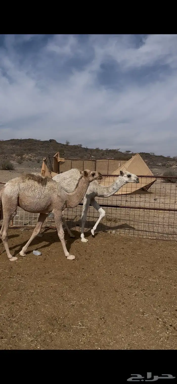 حشو تربه للبيع 2