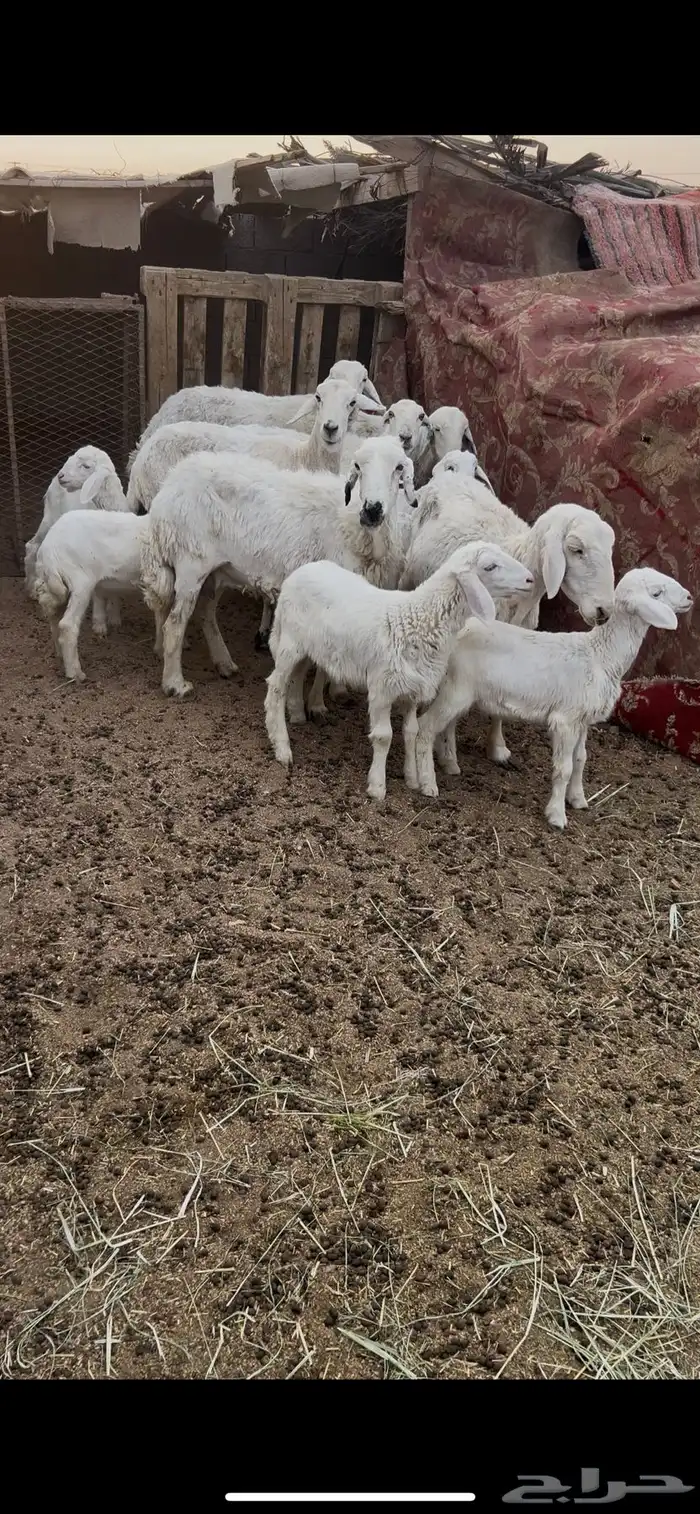 حريات متابيع 2