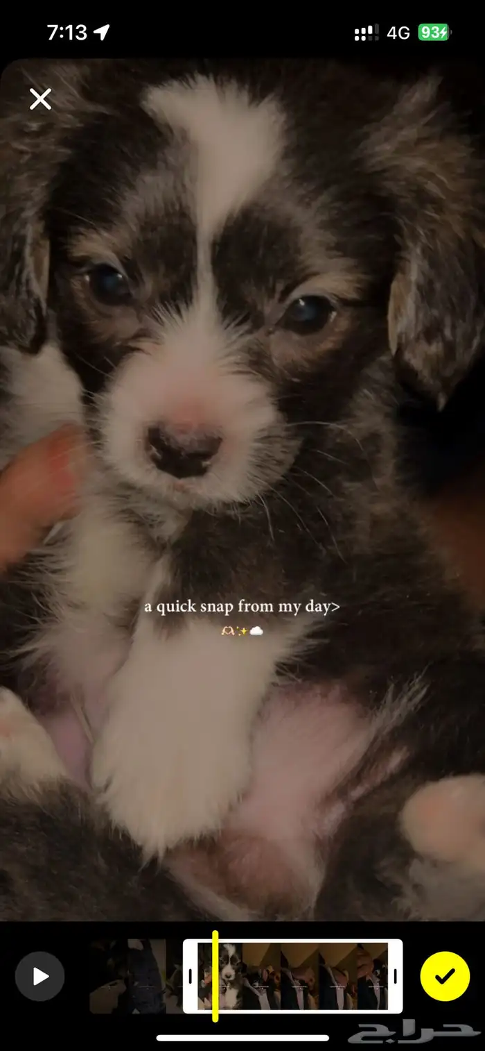 كلب شواوا مع فرنش 1