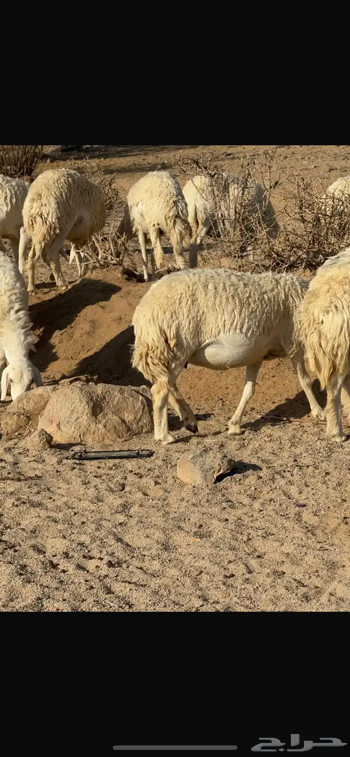 حريات حرش 11