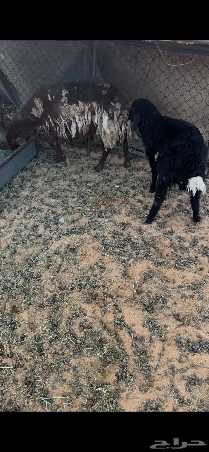 رغوث معها خروف 1