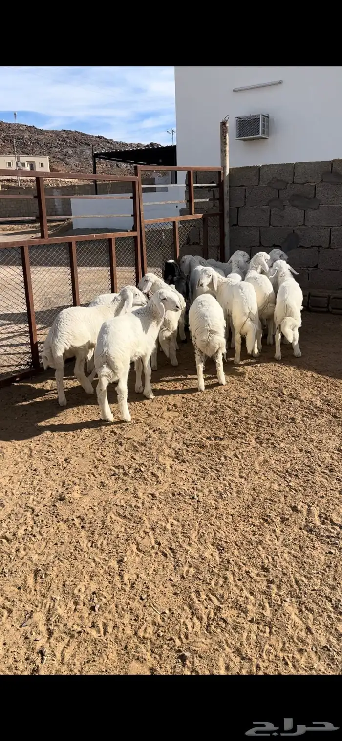 طليان تربيه للبيع 2