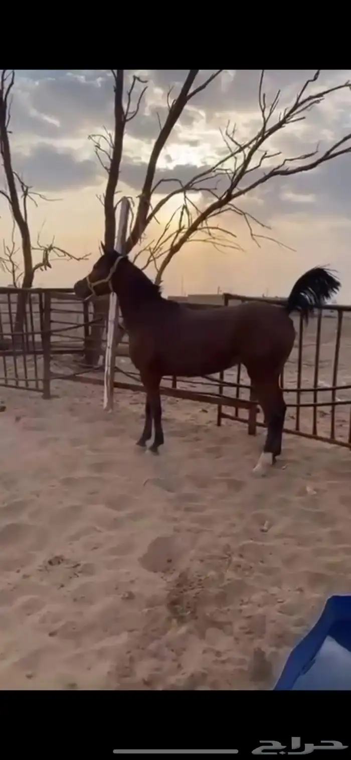 فرس اصيله بدون اوراق عمرها تقريبا 4 سنوات عسيف وركوبه 0