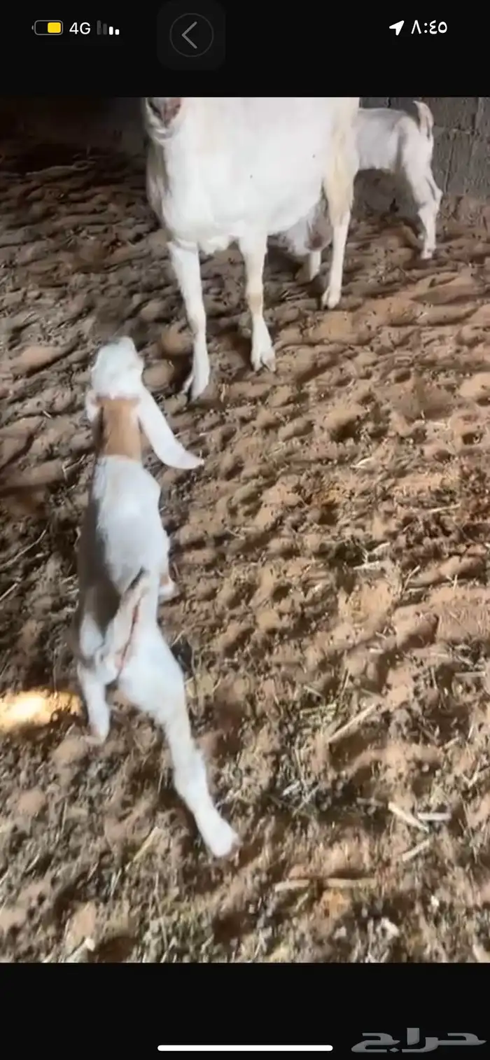 عنز متوم حليب وافرر 1