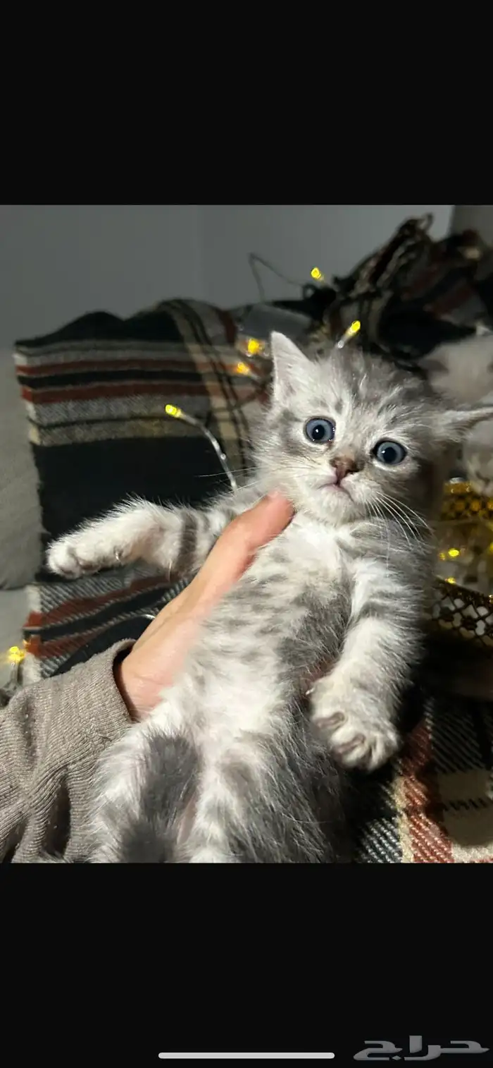 قطط كيتن للبيع 1