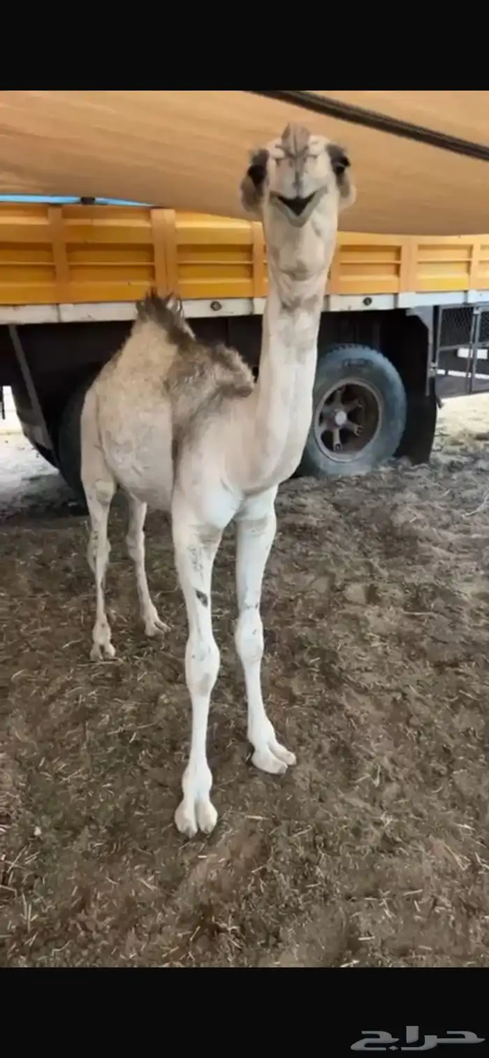 قعود أوضح فاخر مشروع فحل 6