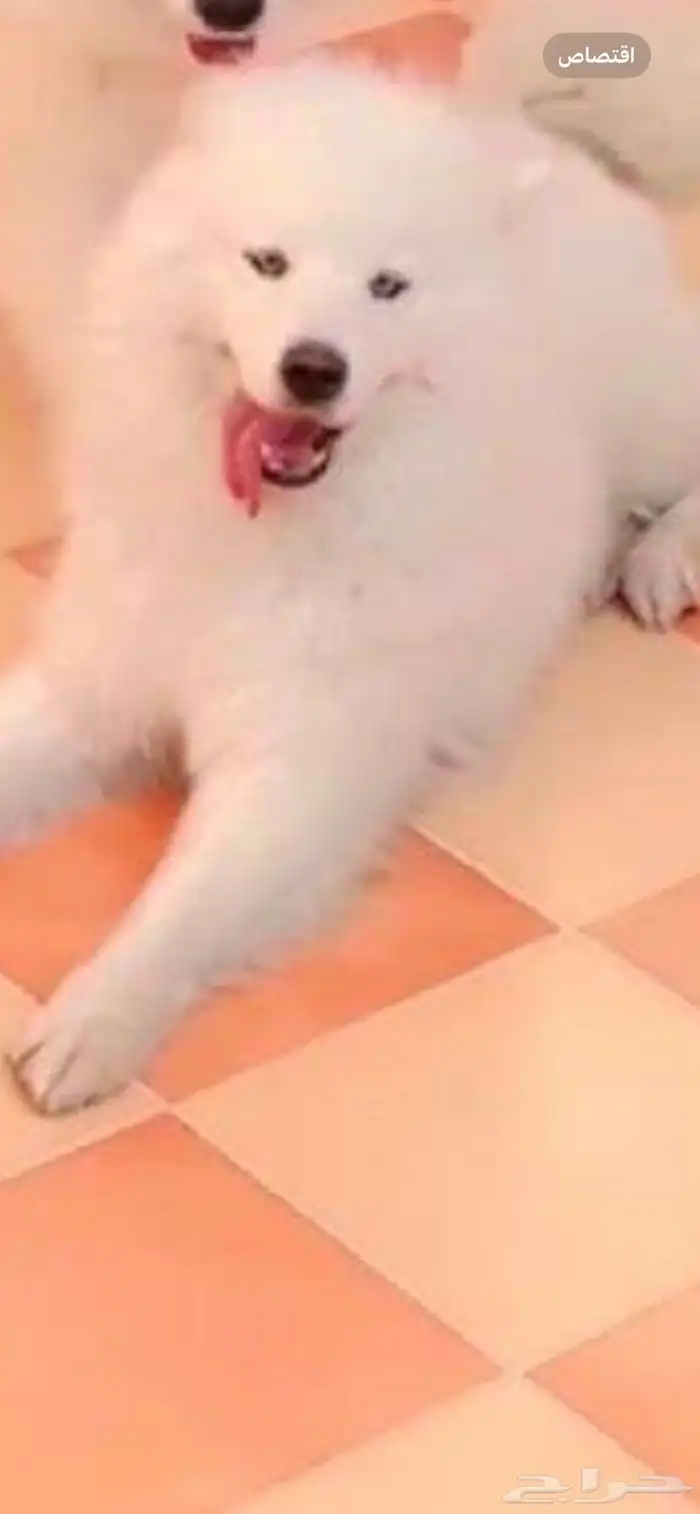 سامويد ماهي مهجنا عمرها تقريبا  6 شهور انثى انسامت ب 6000 1