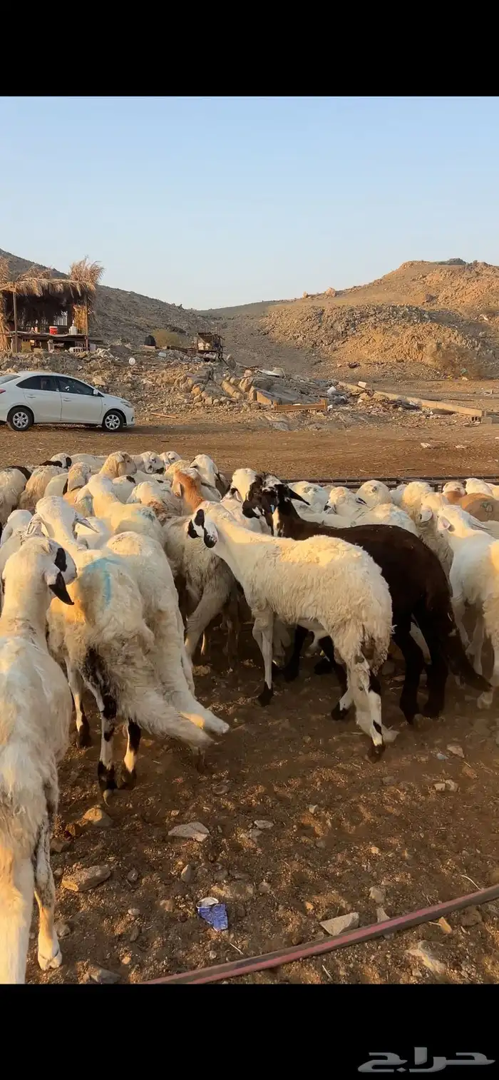 طليان سواكن أوزان 20 كيلو على 900 ريال 2