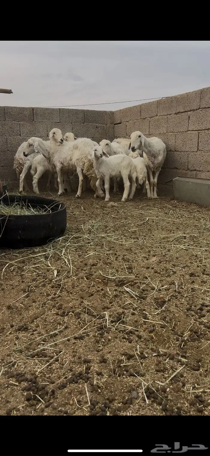 حريات متابيع 5