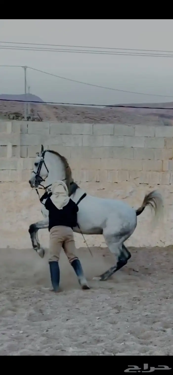 حصان مصري بيور صافي 3