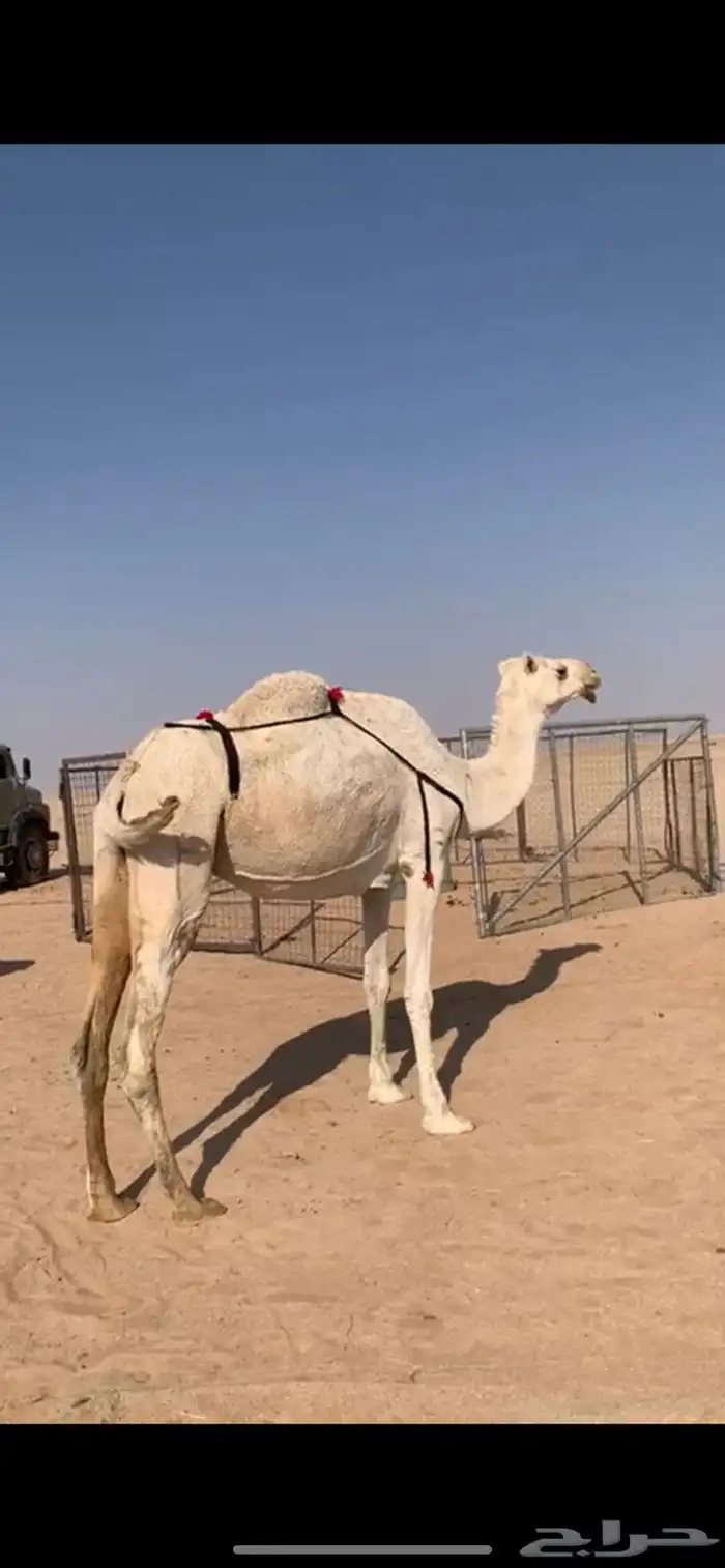 لبيع ضريبه وضحاء 0