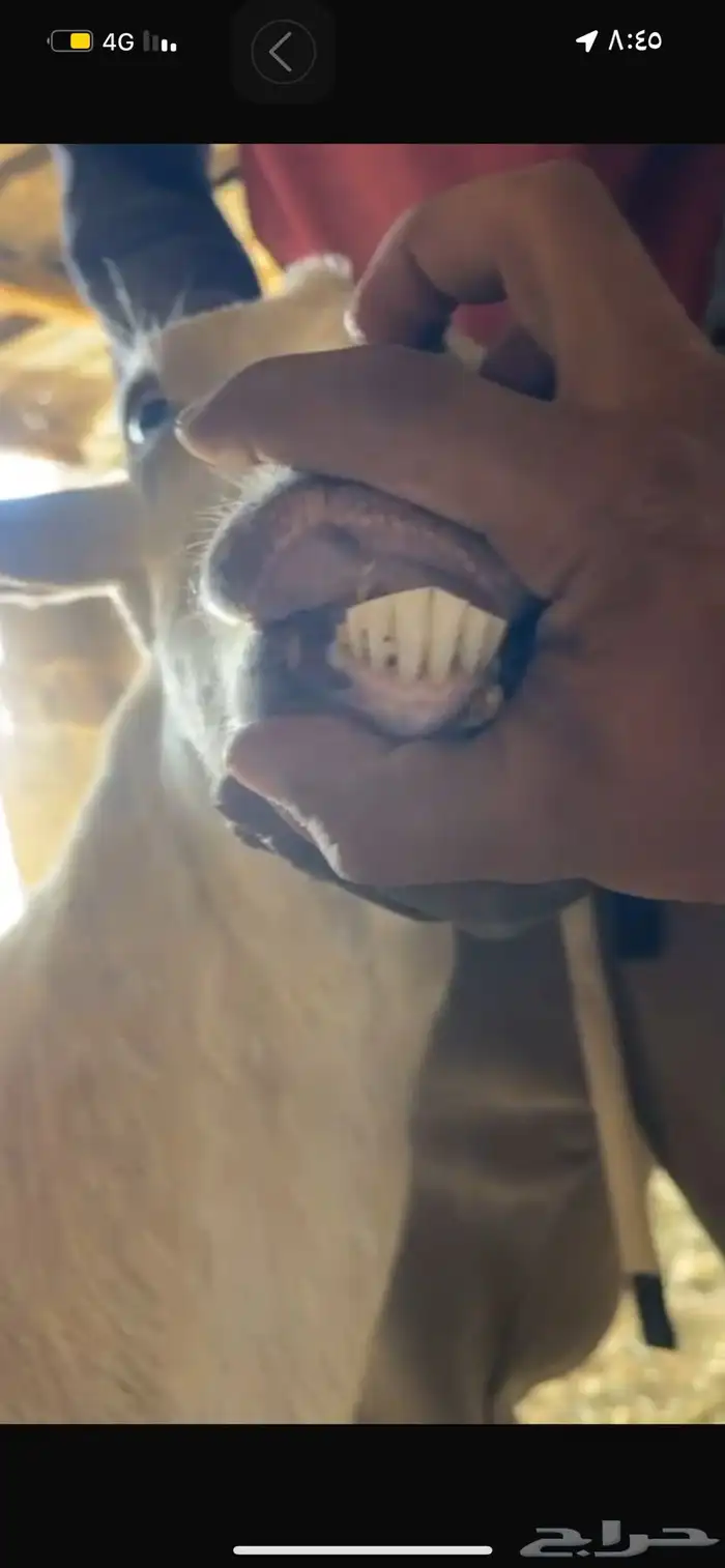 عنز متوم حليب وافرر 5