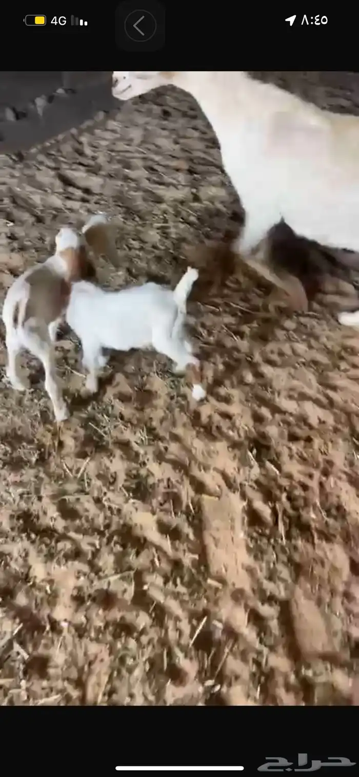 عنز متوم حليب وافرر 0