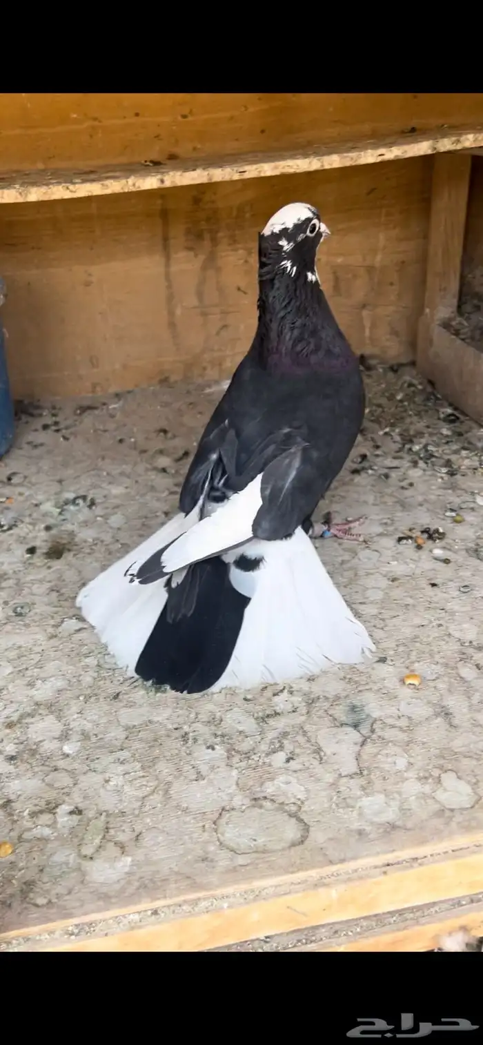 حمام قطيفي للبيع (تم البيع ) 5