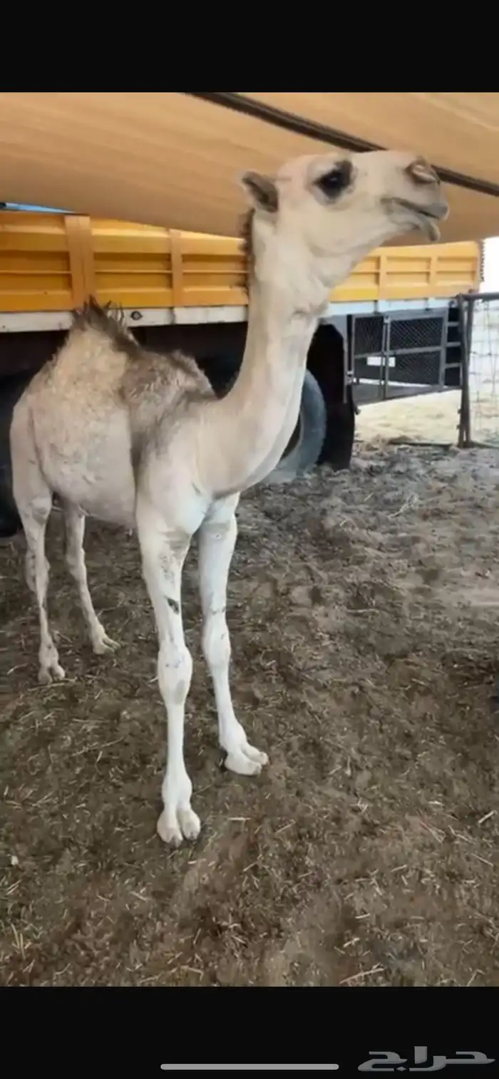 قعود أوضح فاخر مشروع فحل 7