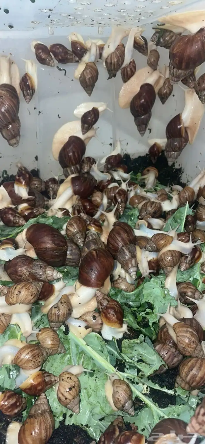 حلزون افريقي عملاق 1