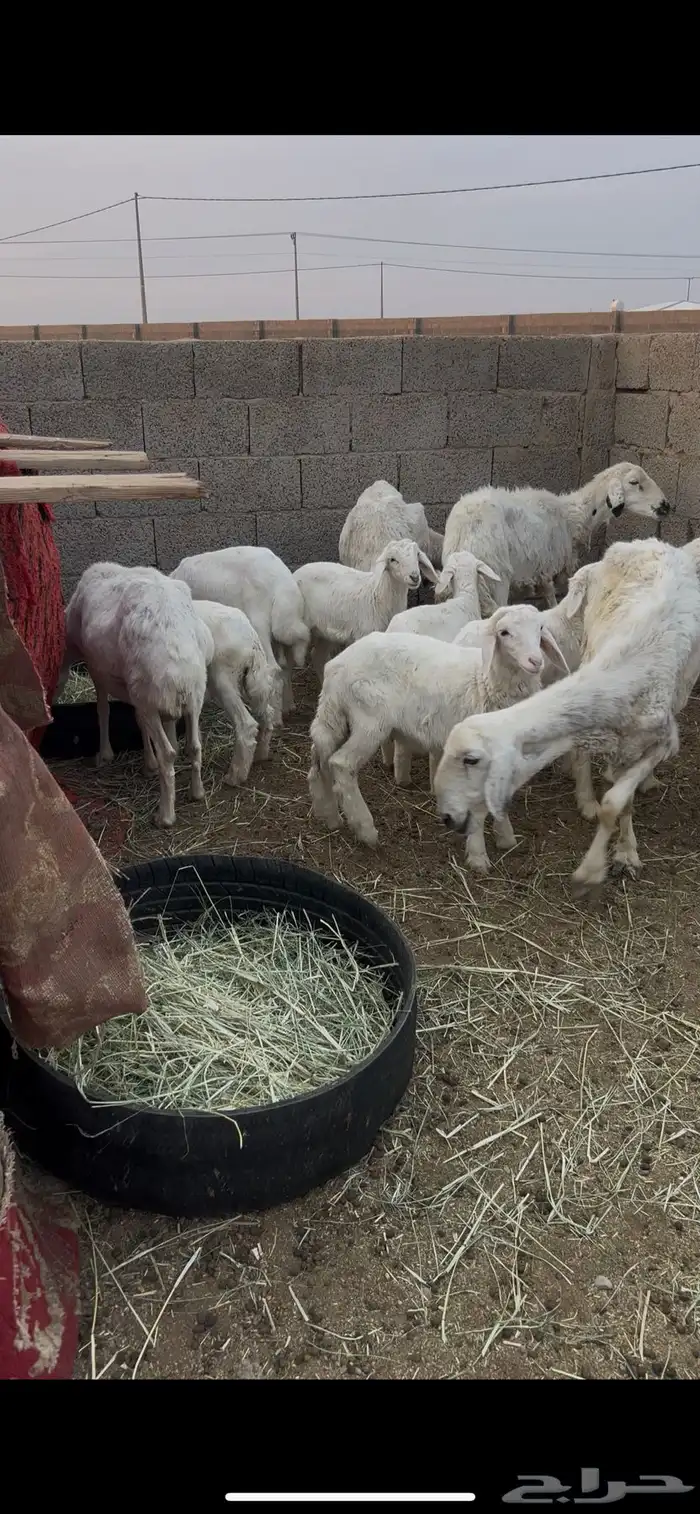 حريات متابيع 7