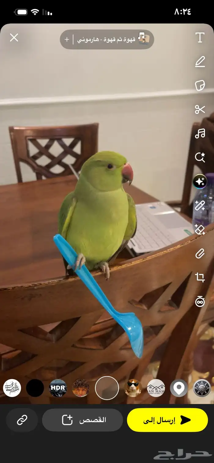 ببغاء درة اليف 0