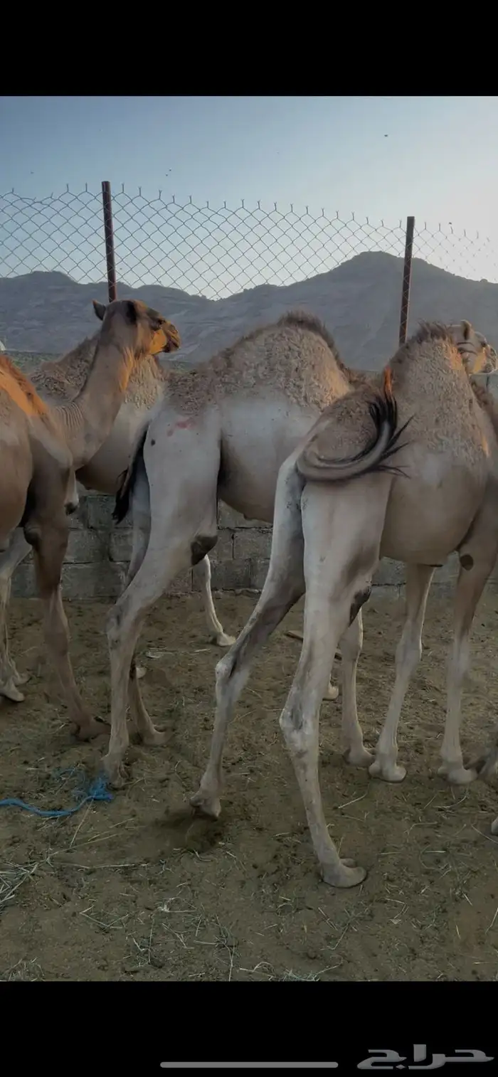 قعدان للبيع 3