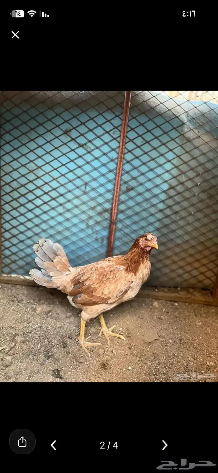 دجاجة للبيع 0