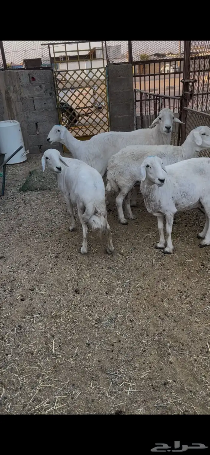 أربع ضان حريات وفحلها عدد 5 ب الفحل الأسنان جمع ظروسها زينه 0