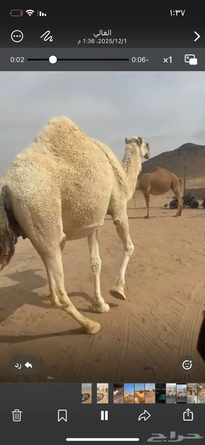 ناقه ملاقي 1