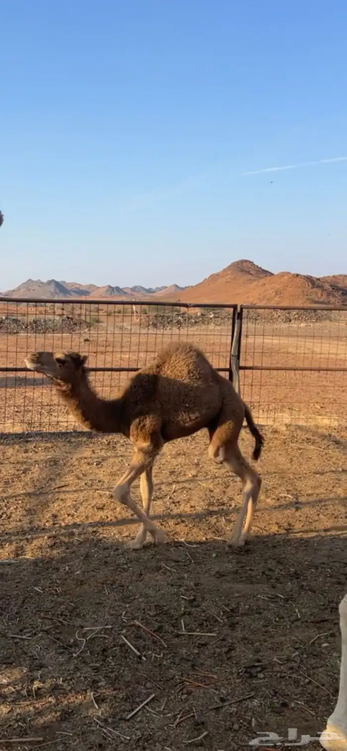 نياق خلفات مصاغير طياب شرط 5