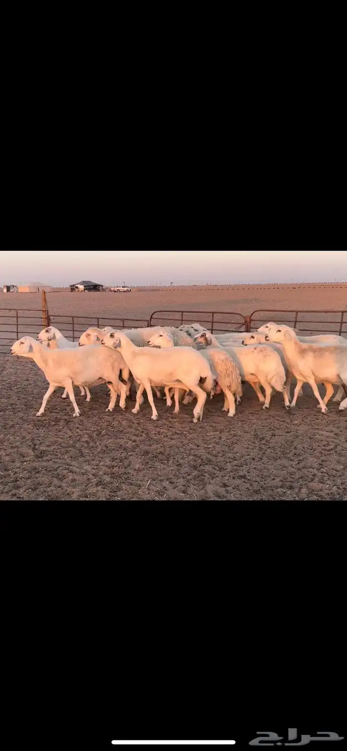 غنم حريه طيبه 0