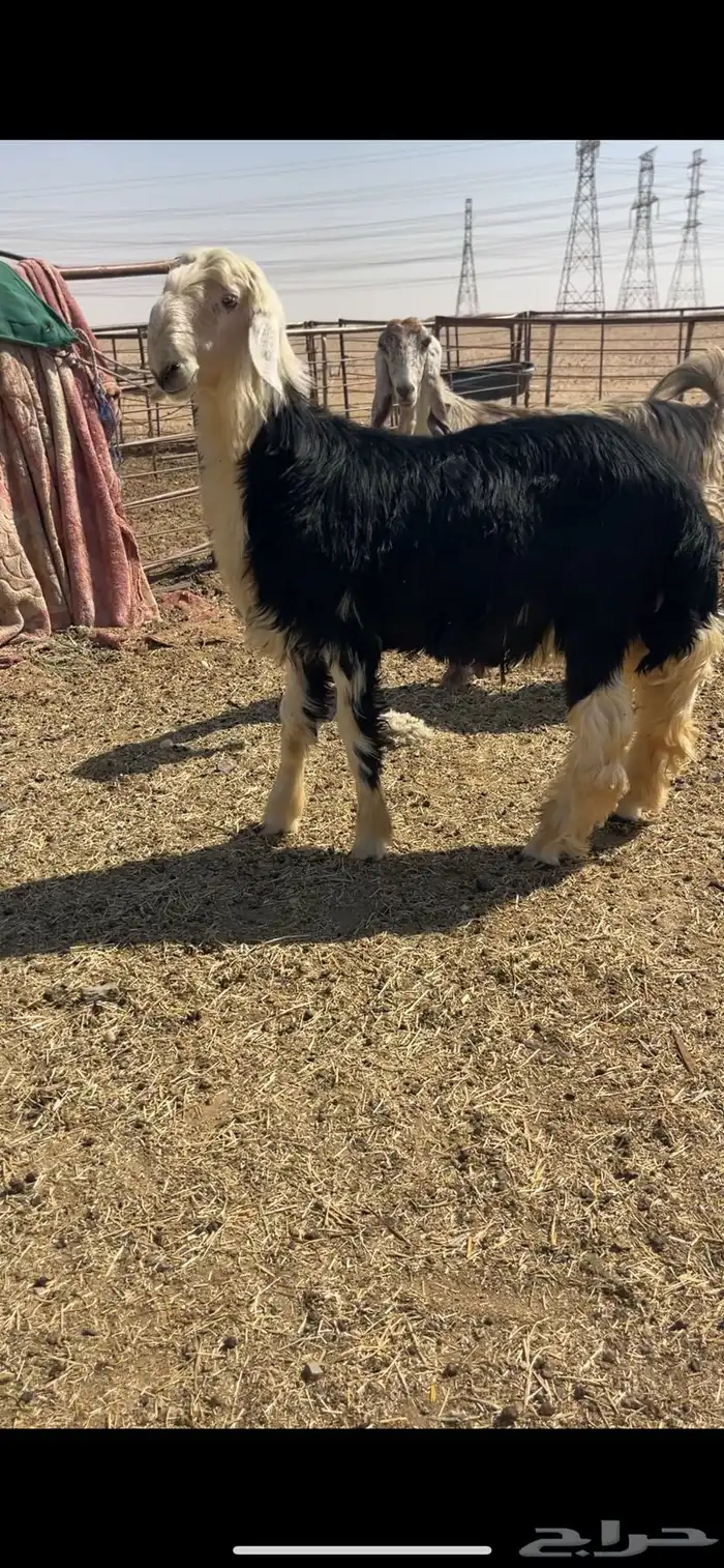 خروف نجدي فحل 0