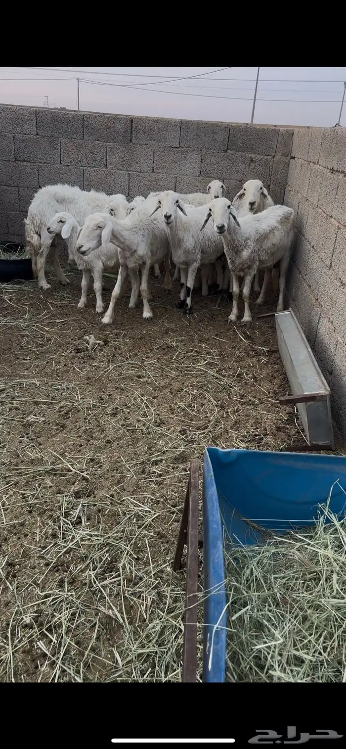 حريات متابيع 6